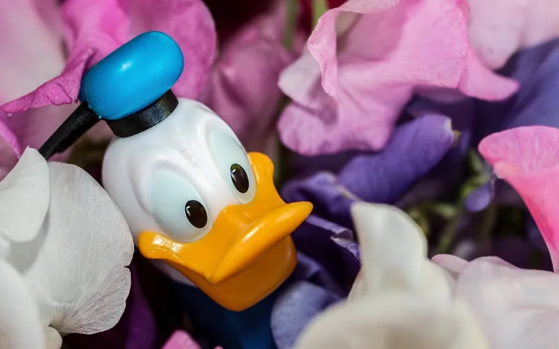 En Kalle Anka-leksak i ett hav av blommor